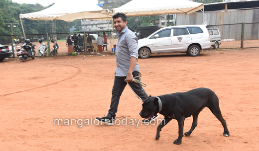 Canine Show